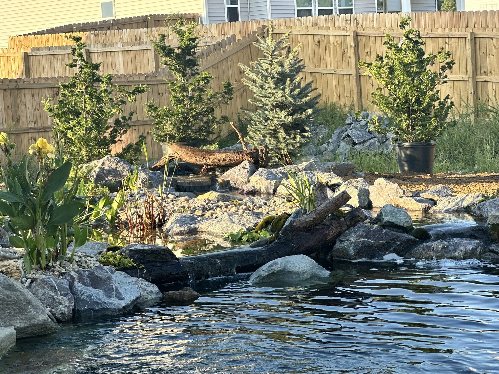 Established plantings around a new wetland pond