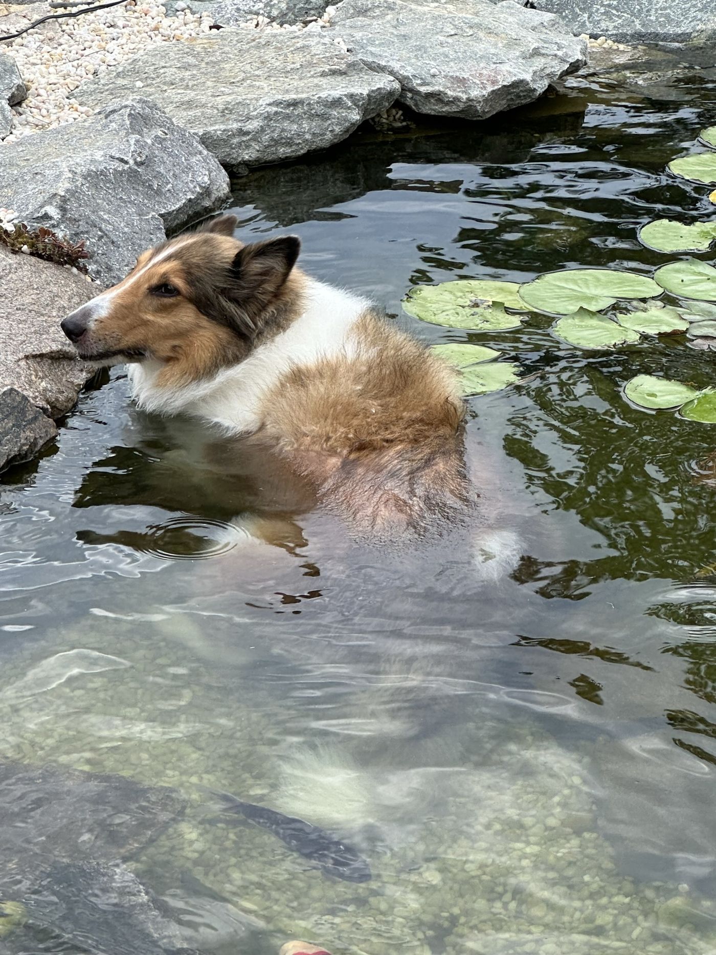 Dog cooling off in the pond