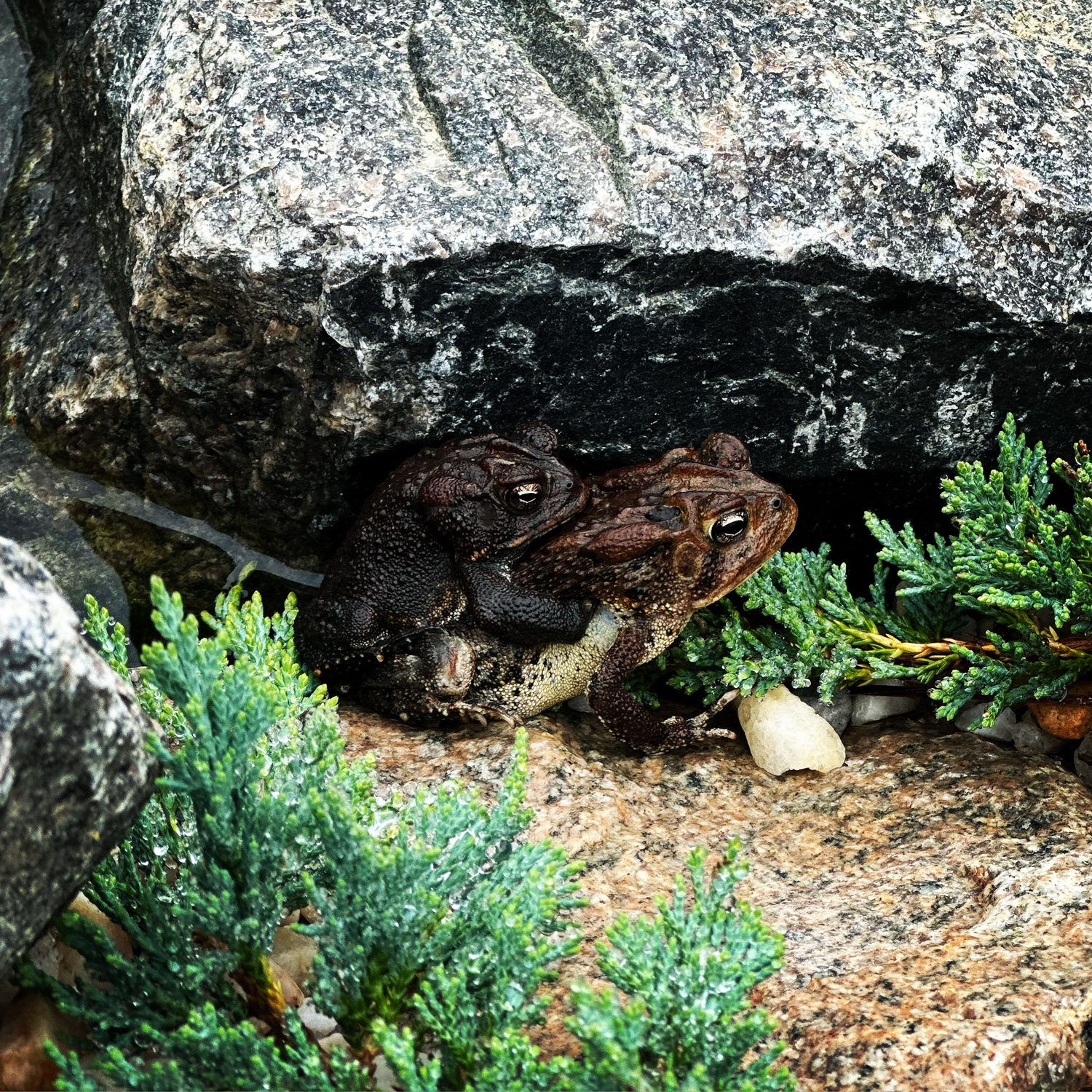 Toads sheltering in the rockwork of an ecosystem pond