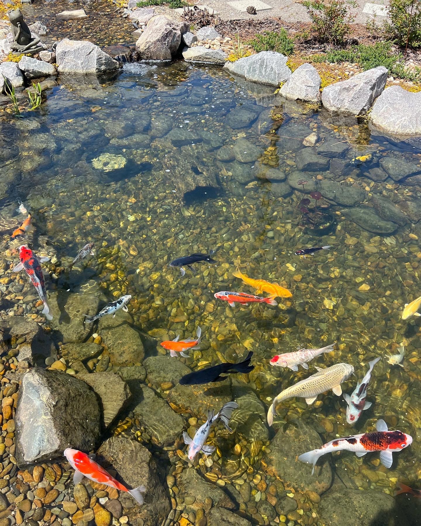 Koi in crystal-clear water