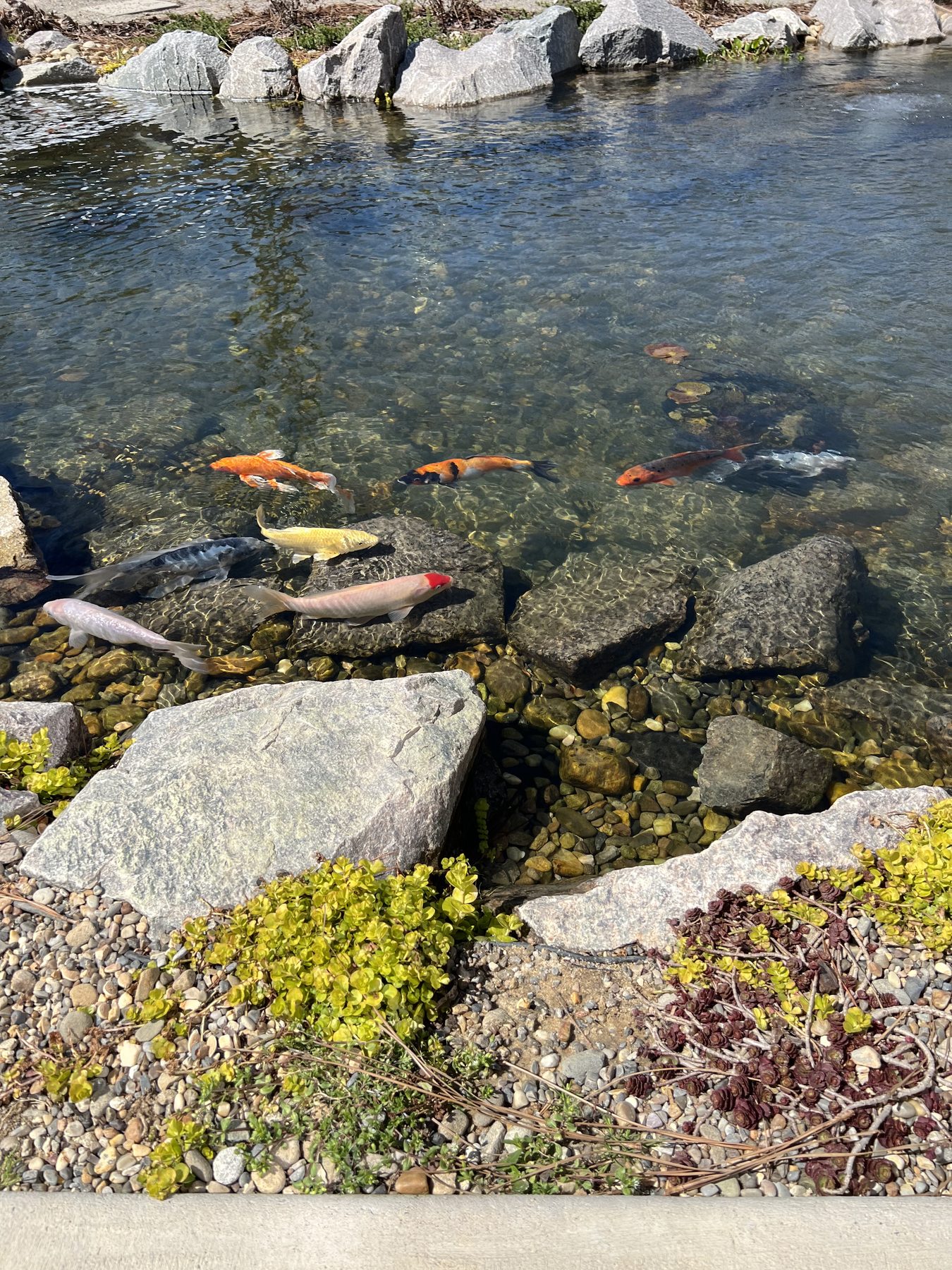 Koi in a Carolina Water Gardens ecosystem pond