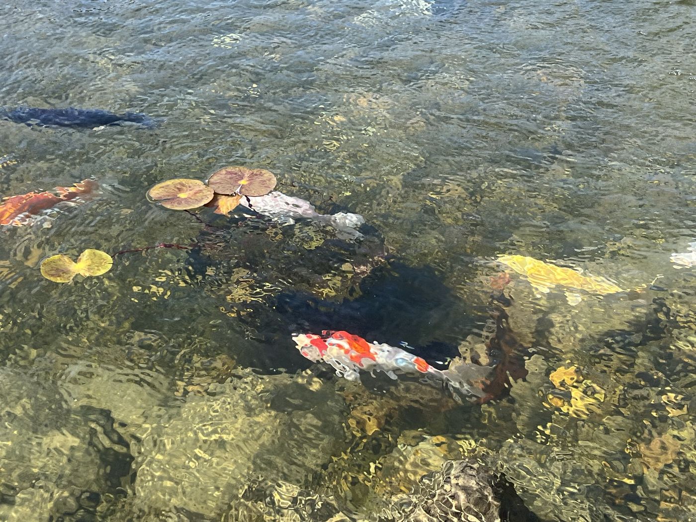 Koi beneath water lilies