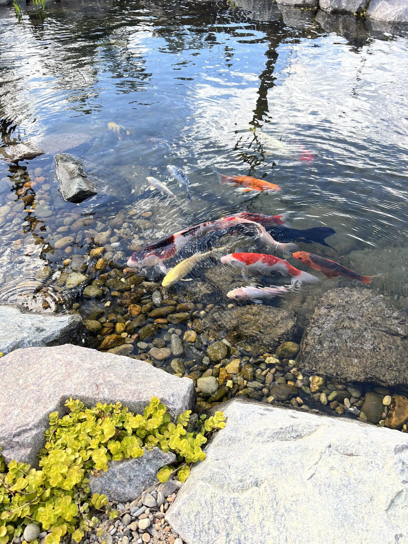 Koi Ponds Built for Healthy Fish