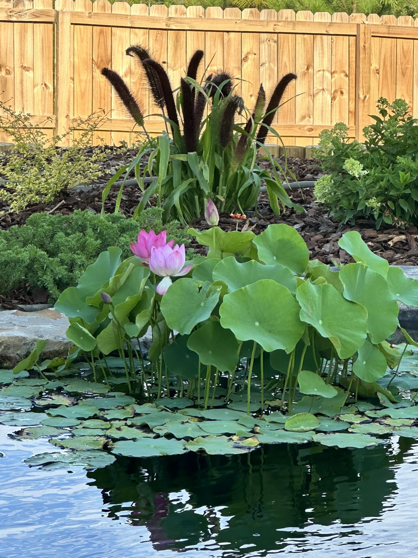 Lotus bloom on the water