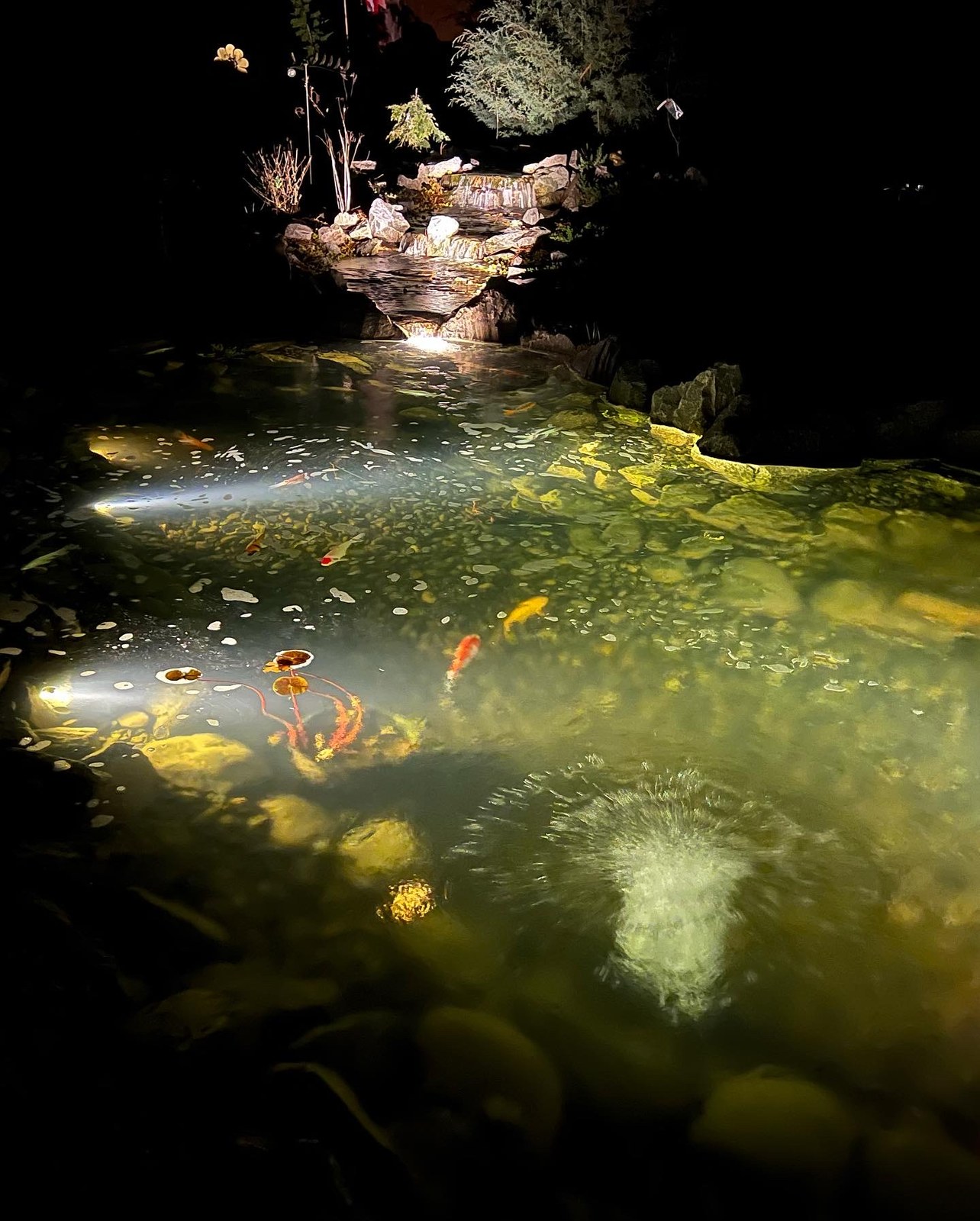 Koi in lighted water at night