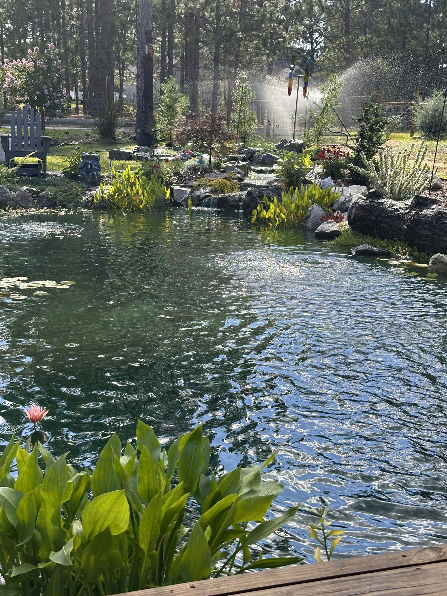 Lush ecosystem koi pond with plantings