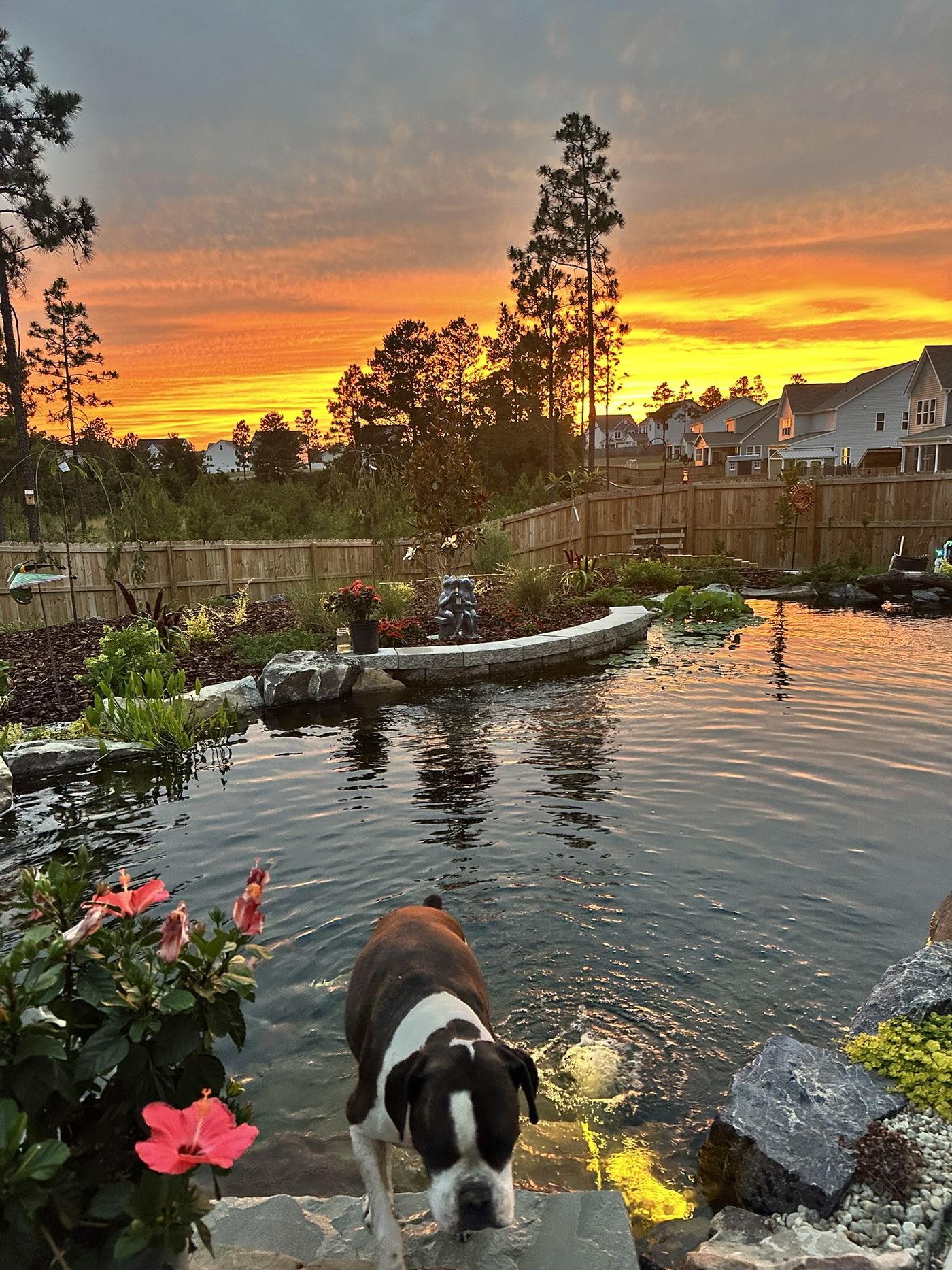 Dog by the pond at sunset